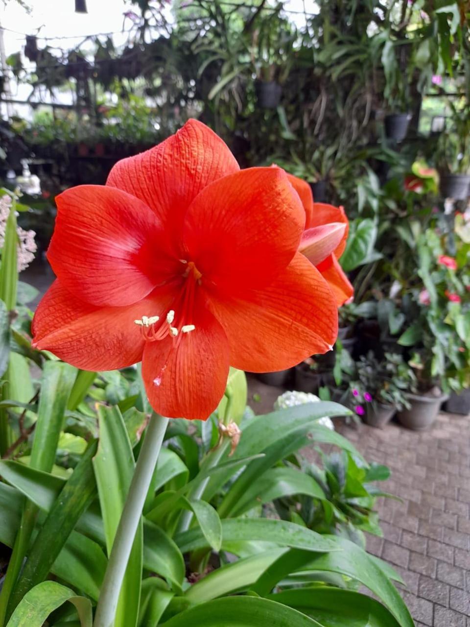 Ella Flower Garden Resort Exterior foto